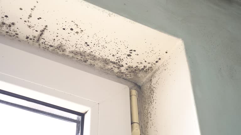 Best Comprehensive Air Testing for Mold Contaminants  in Midway City, CA